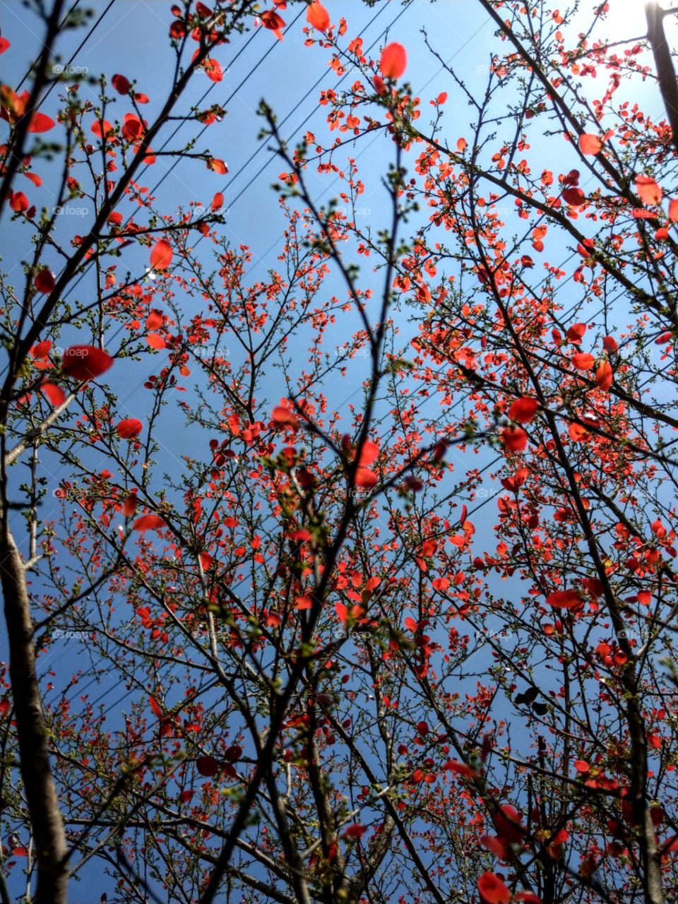 The tree covered with young red leaves in spring, a bit strange but very beautiful under the blue sky.