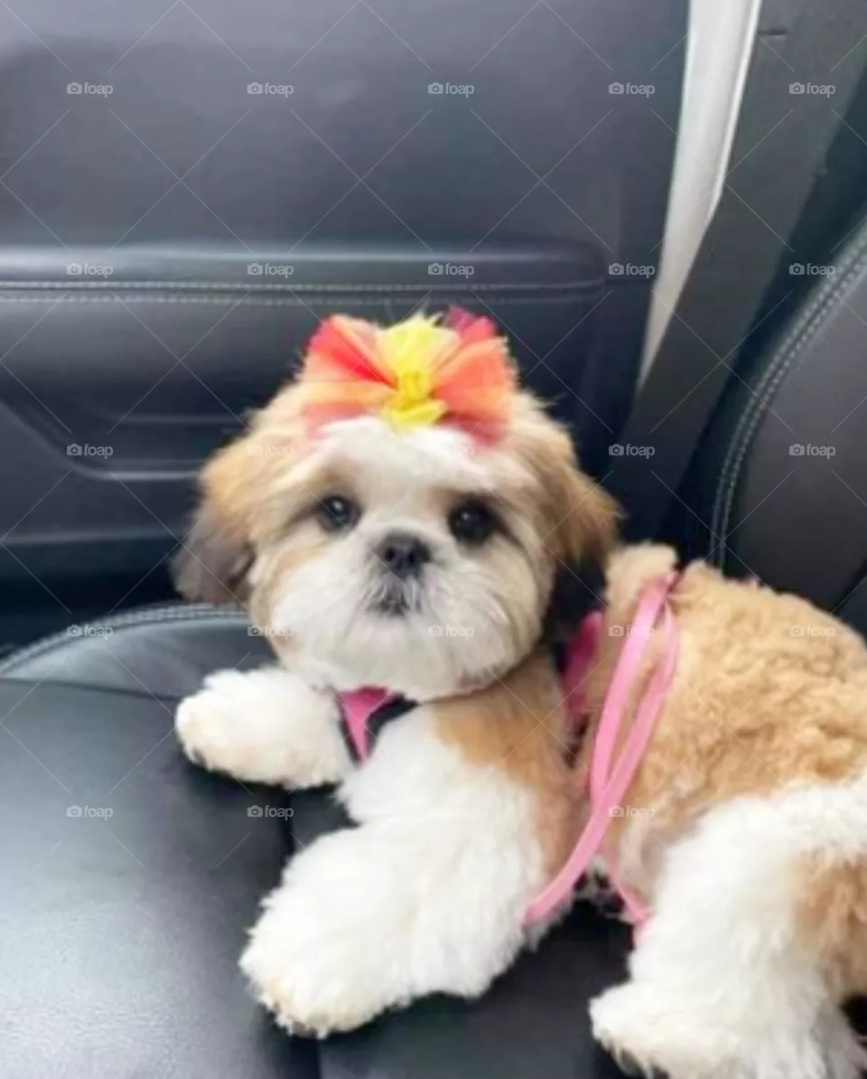 🐕