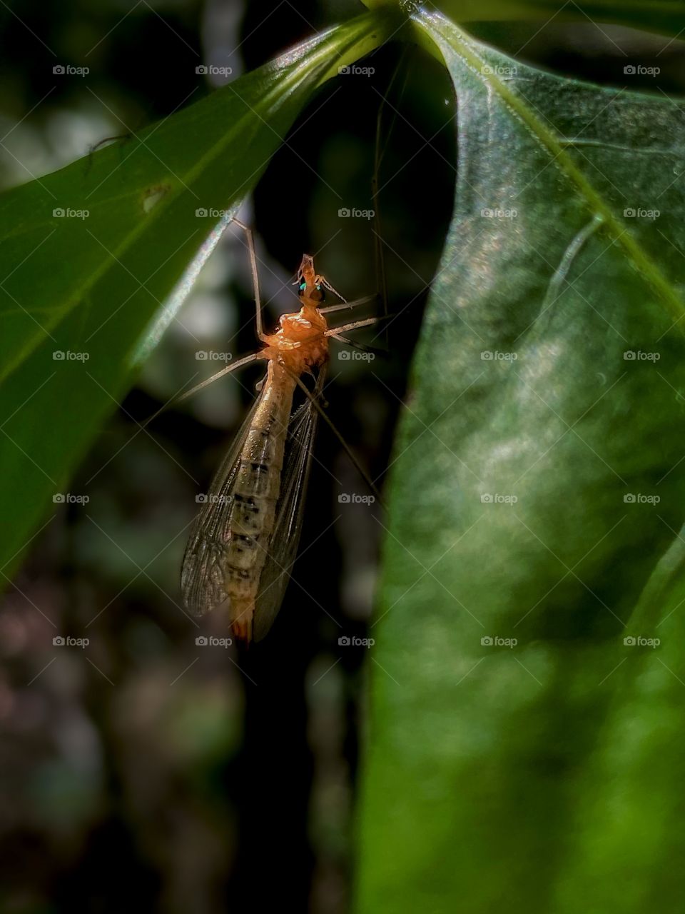 Crane Fly 1