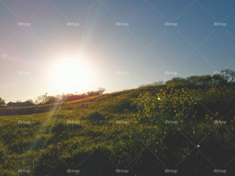 Sunset at a green hill with yellow wild flowers