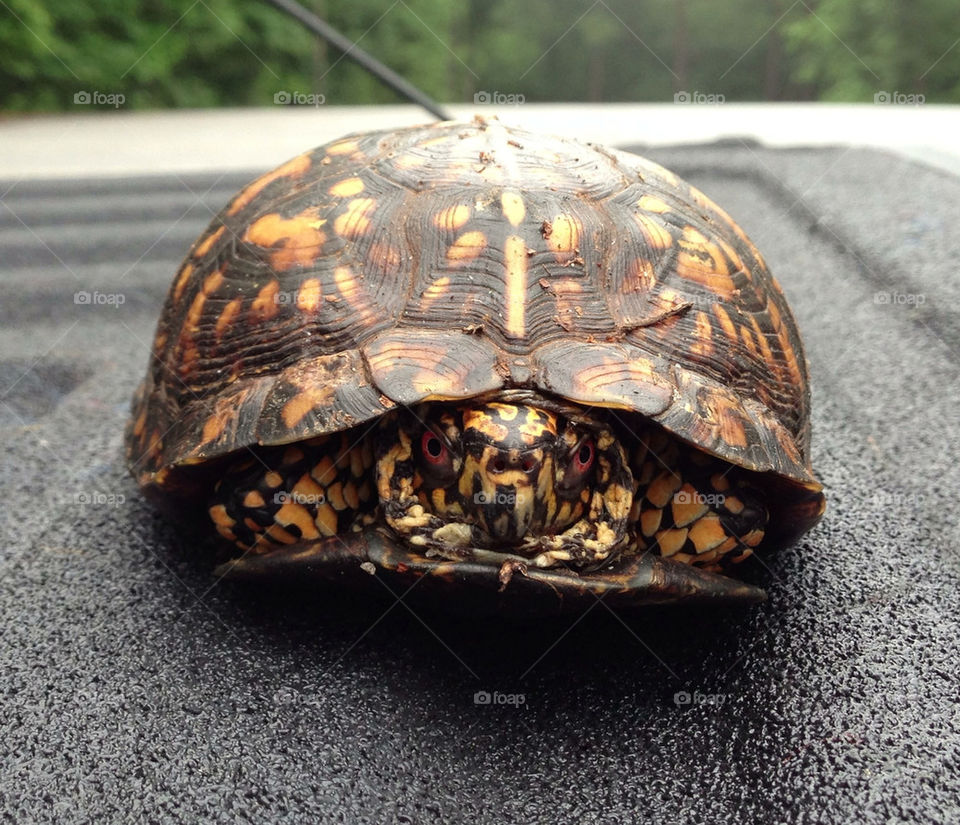 garden nature animal turtle by cable