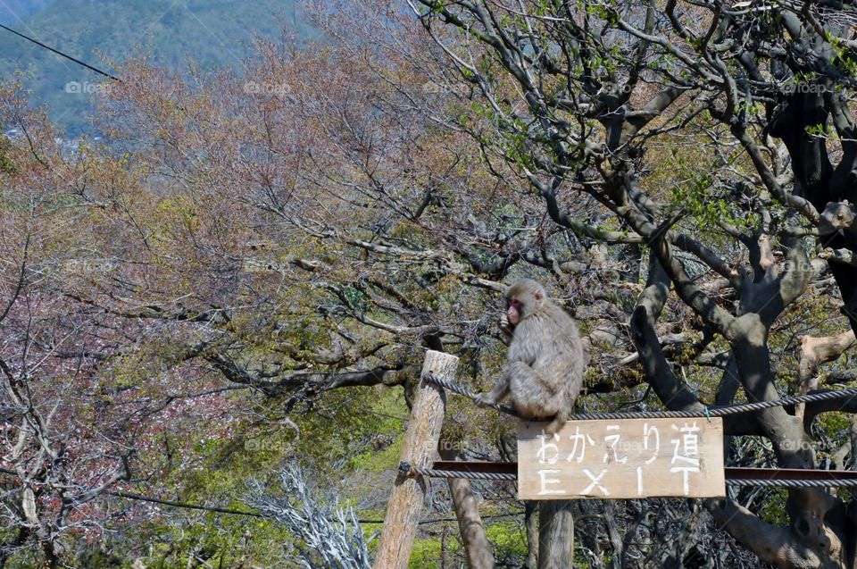 Siting on the exit sign, its decision time for this cheeky monkey 🐒 