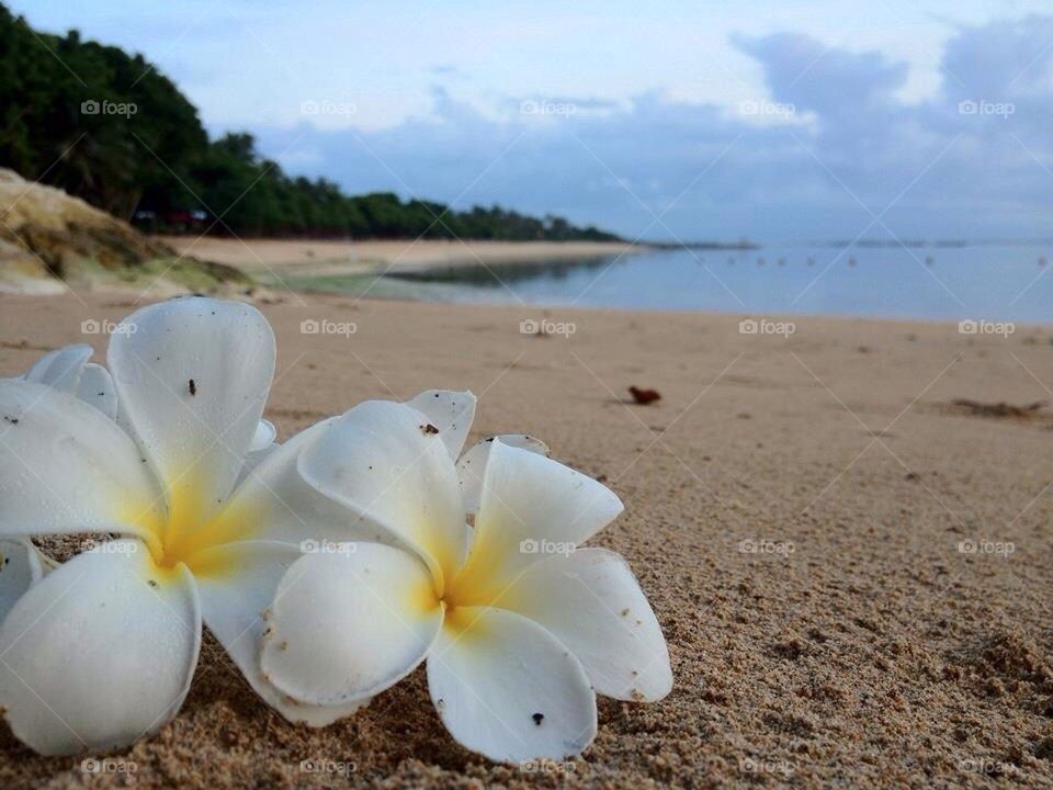 Frangipani 