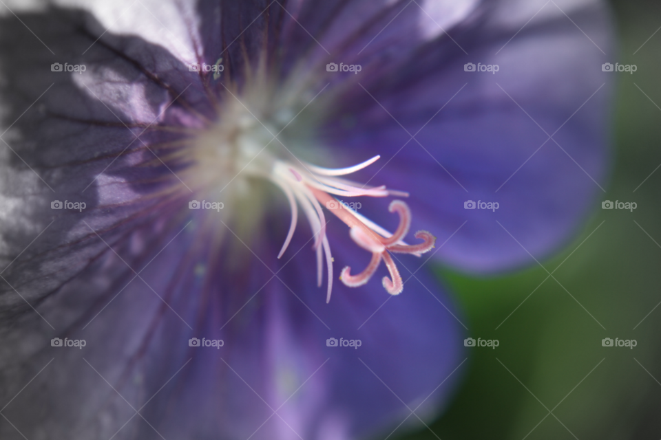 flower macro purple close up by leonbritton123