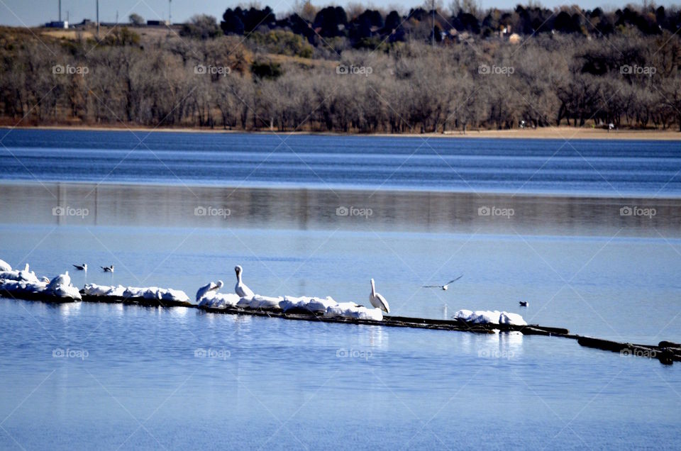 Pelicans at Cherry Creek State Park, CO
