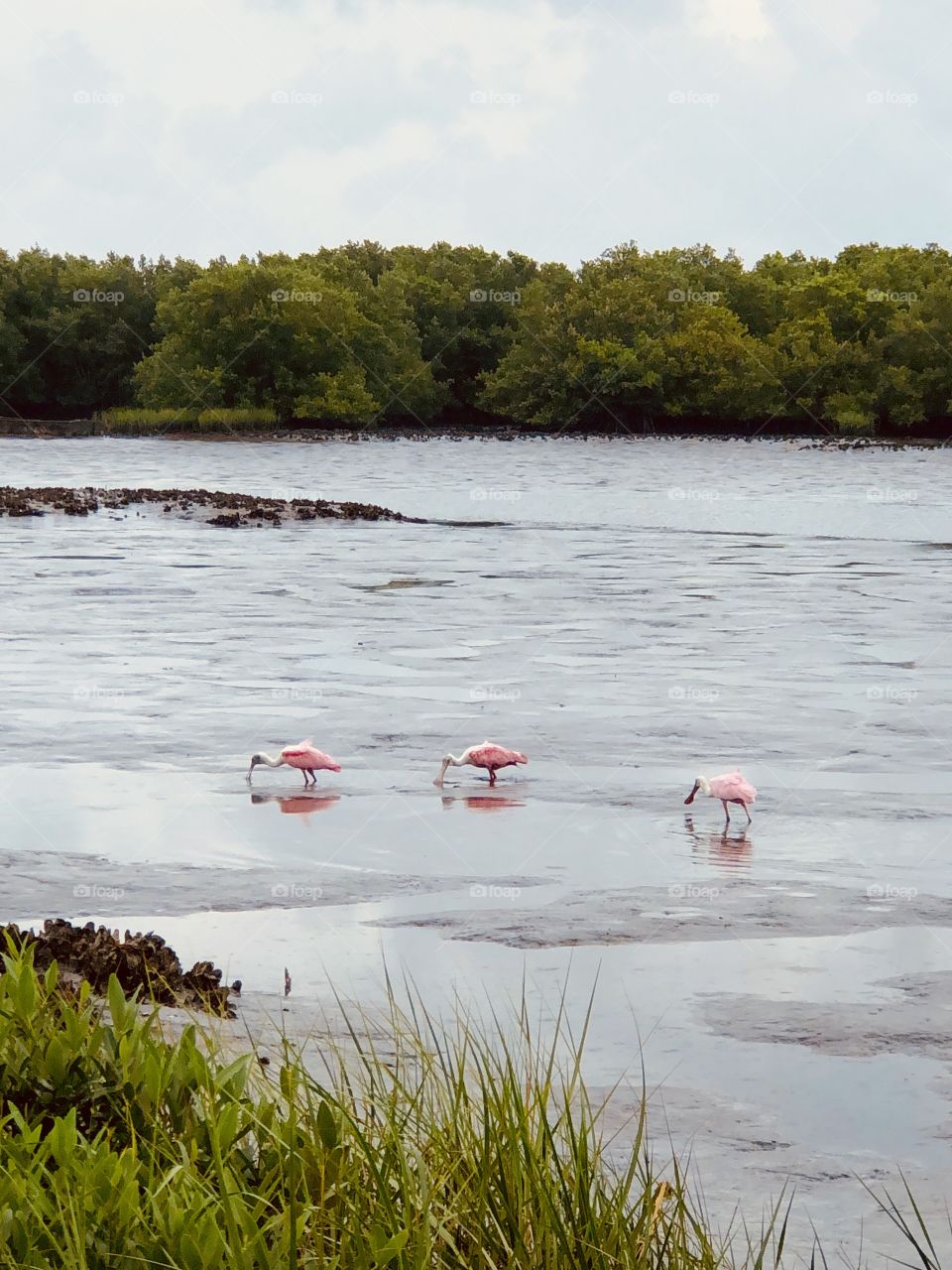 Roseate spoonbills hunting food at low tide in bayou 