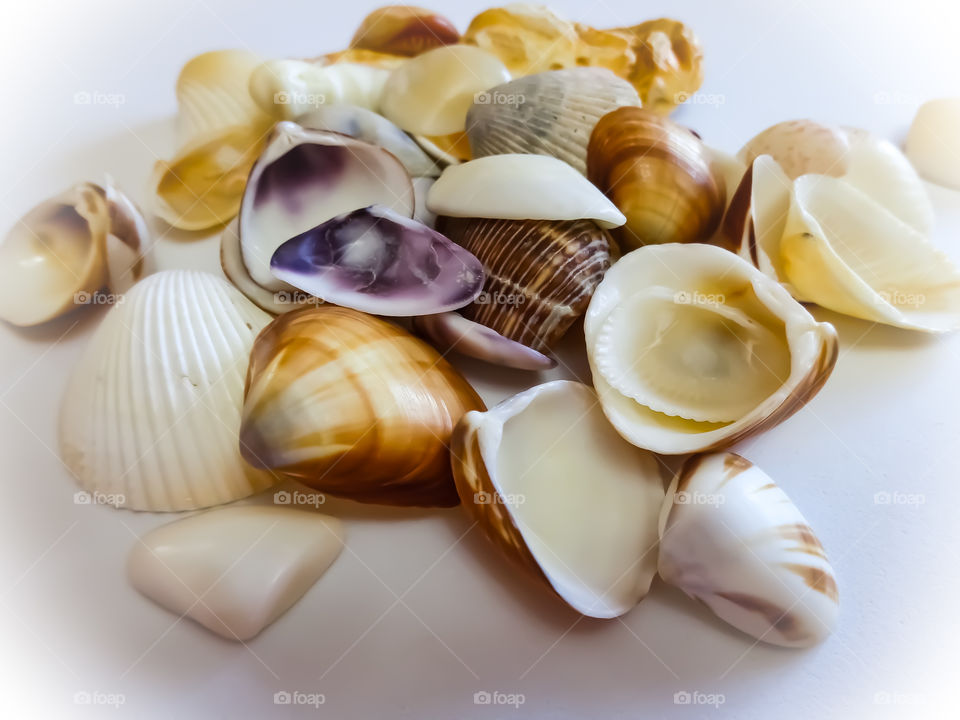 Colorful sea shells on white bacground