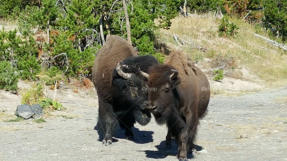 Buffalo At Yellowstone