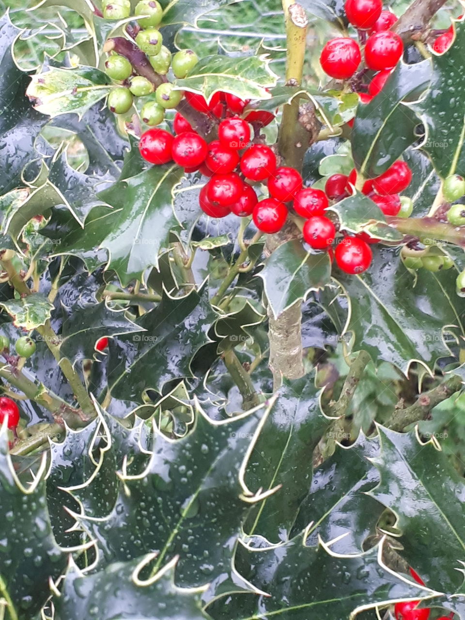 Holly And Red Berries