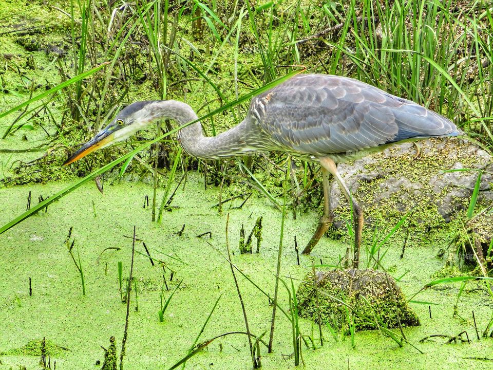 Heron 