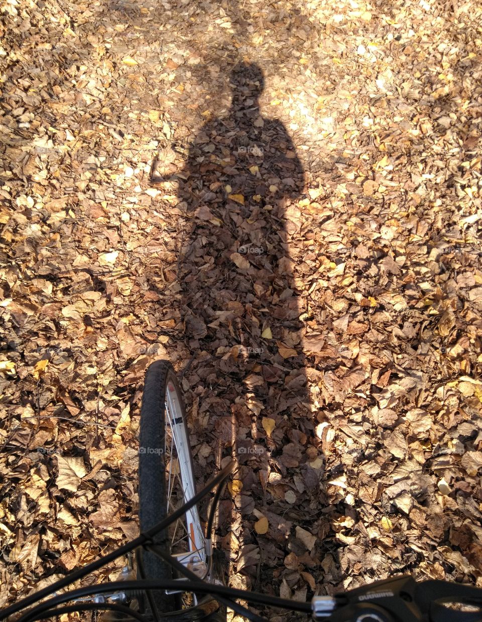 light and shadows on a fall leaves on a sunset person with bike, riding bike, abstract background