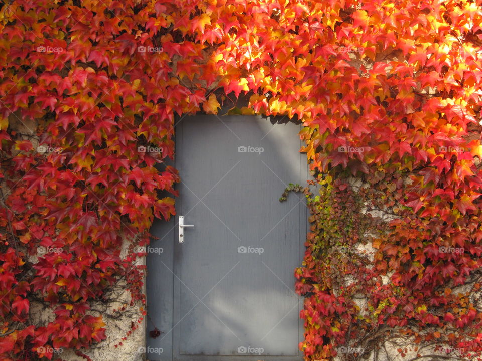autumn's tale. maple leaves draped on the wall around the door