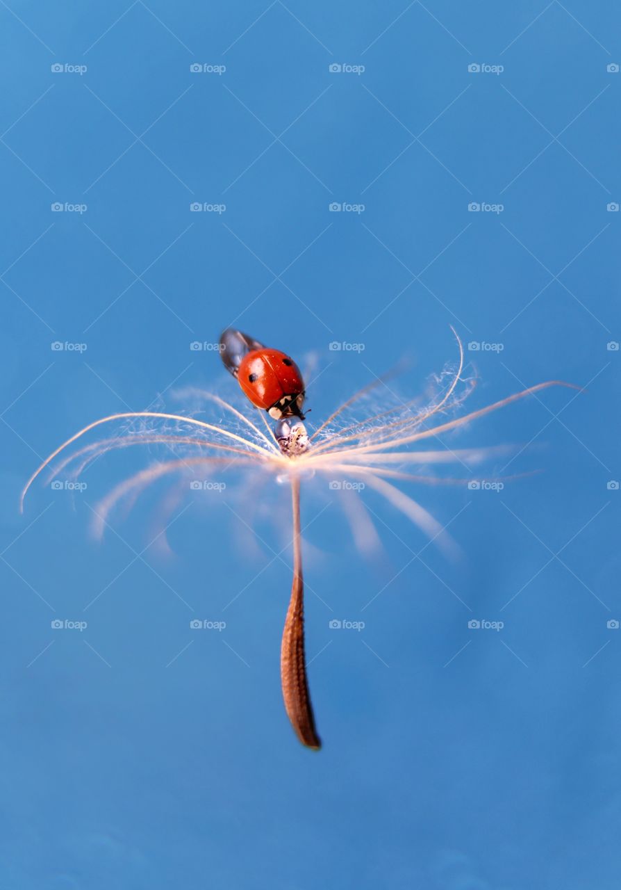 Ladybug drinks from a drop on a flying dandelion