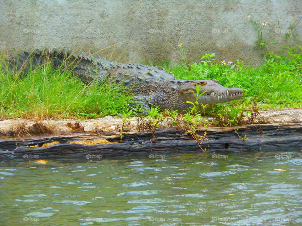 Crocodile resting 