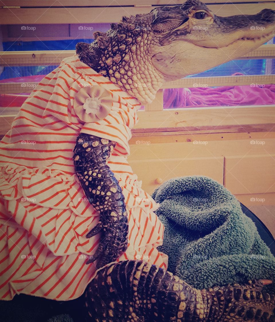 LillyGator wearing Carters