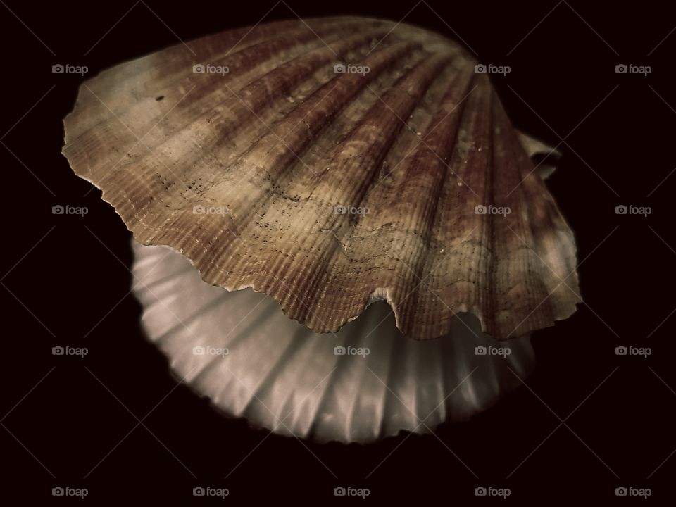 close-up Scallop shell on black background