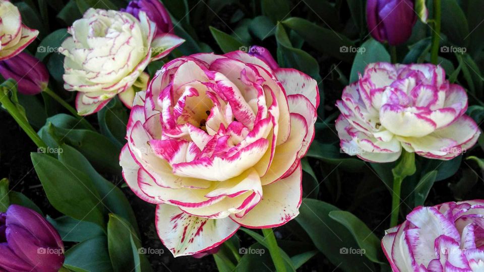 Romantic Rose, Spring Tulip Festival, Mount Vernon, Fidalgo Island, Washington, USA