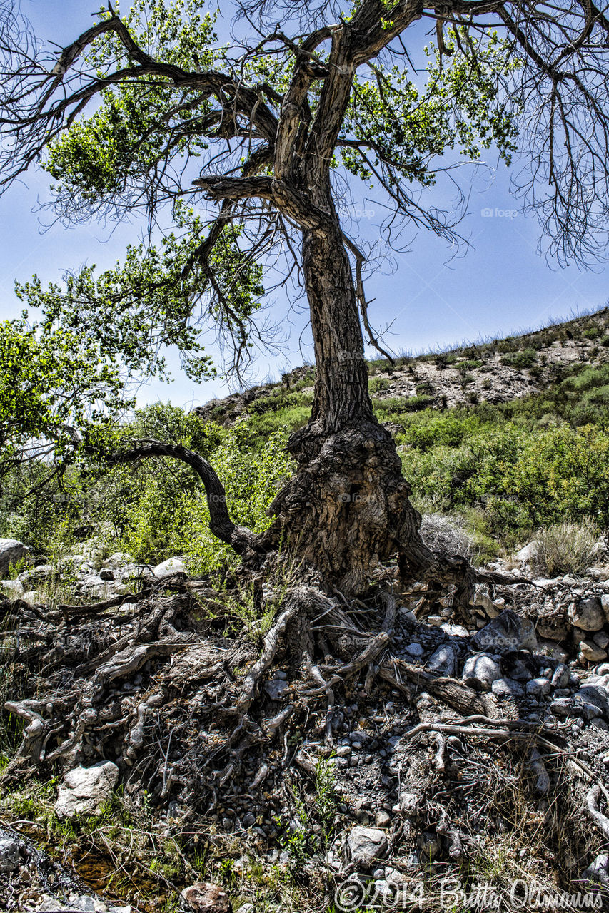 Tree and roots at a dried out lake