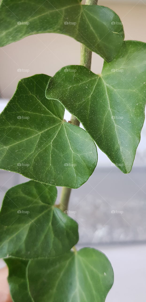 leaf
