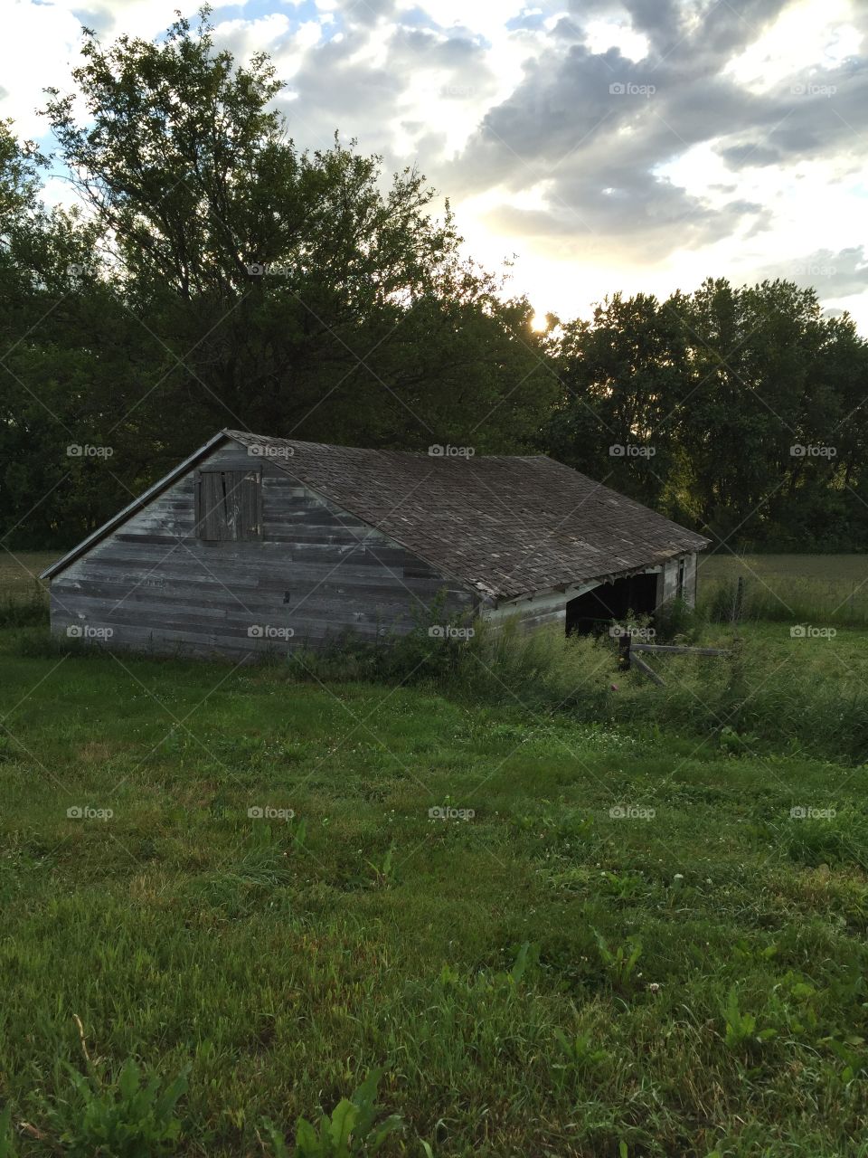 Cattle Shed