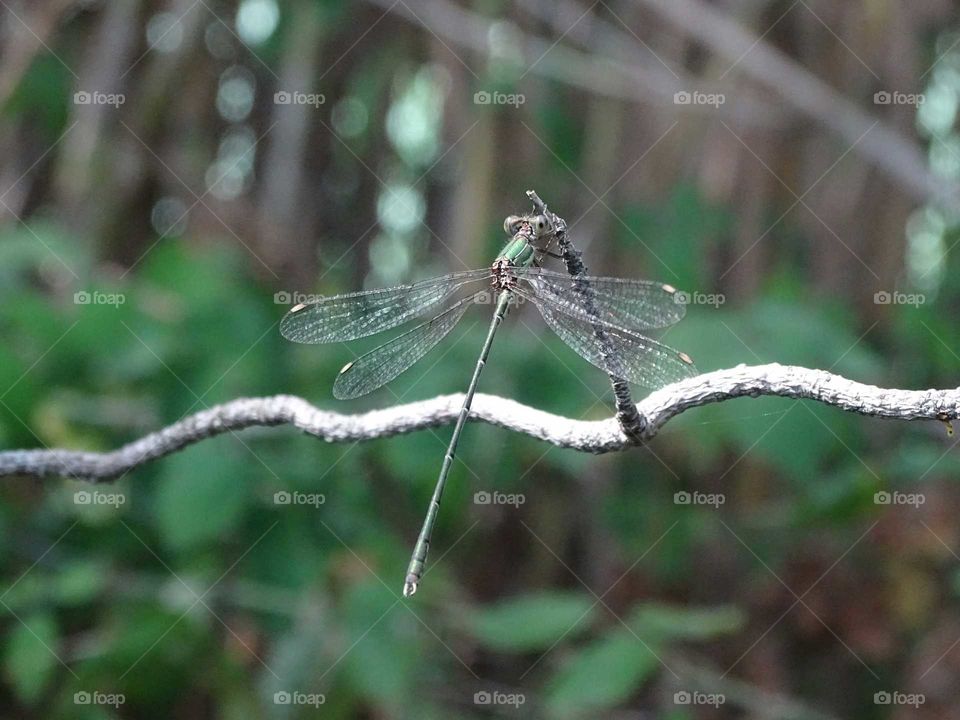 Dragonfly