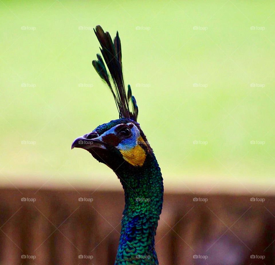 Close-up Peacock