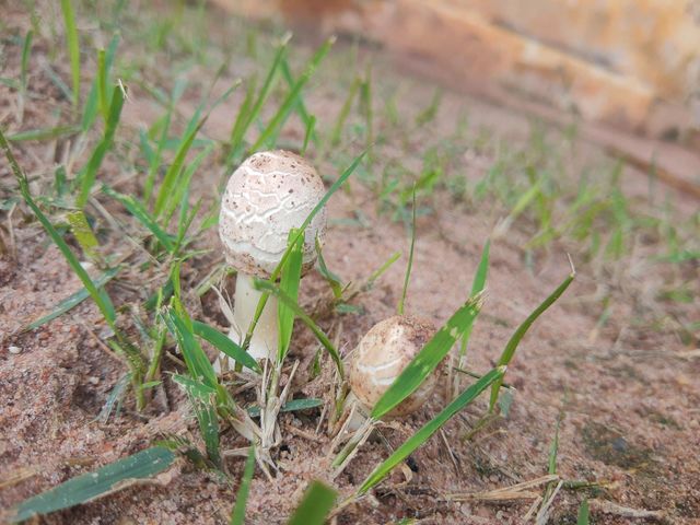 Mushrooms from my garden