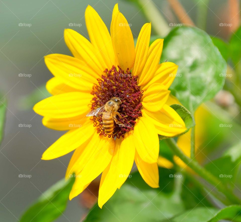 bee in the flower