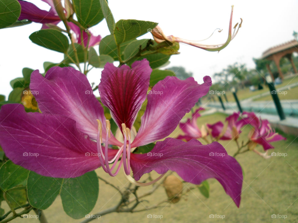 Flowers