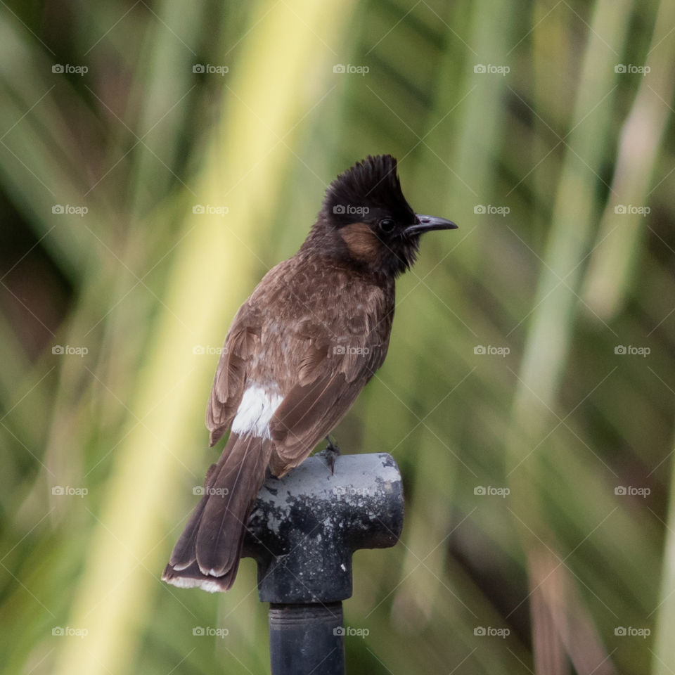 Red Vented Bulbul