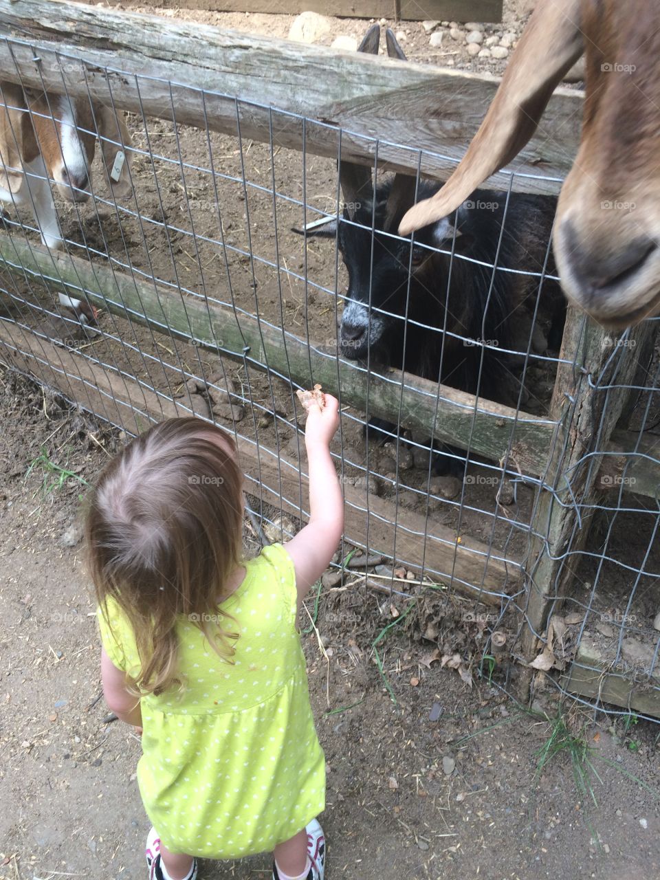 Down syndrome, goat, farm