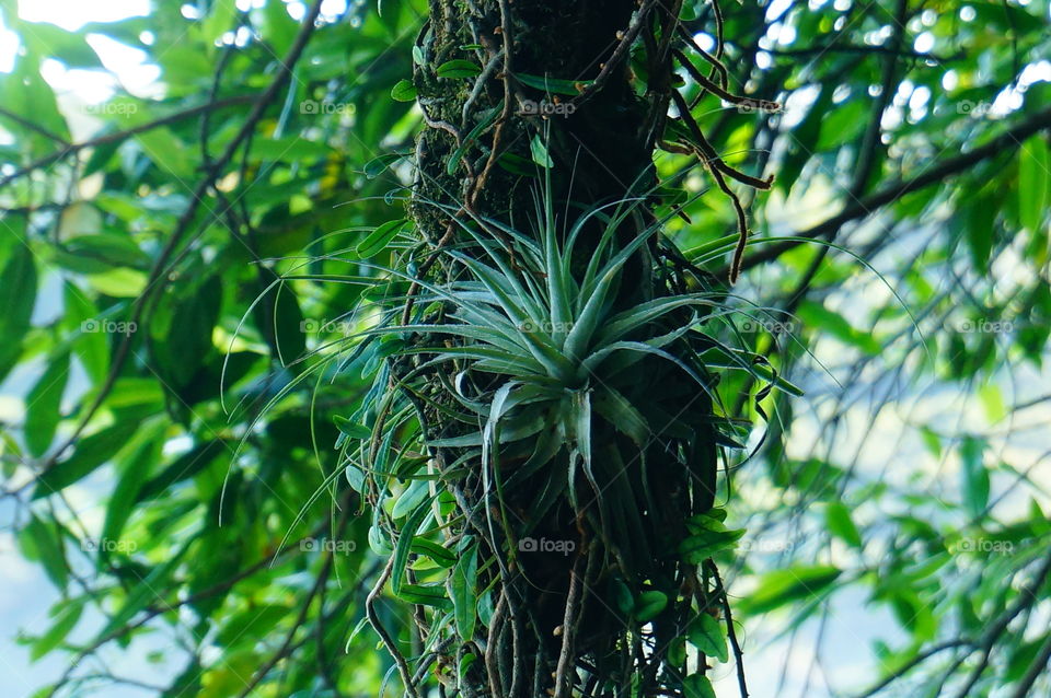 Plant nature tree