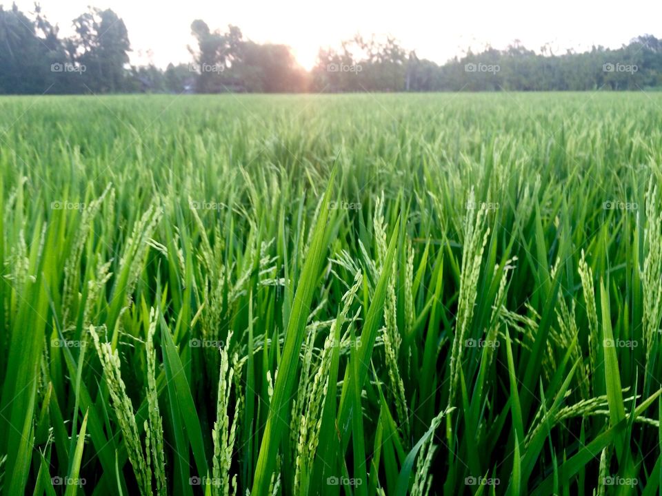Paddy farm sunset