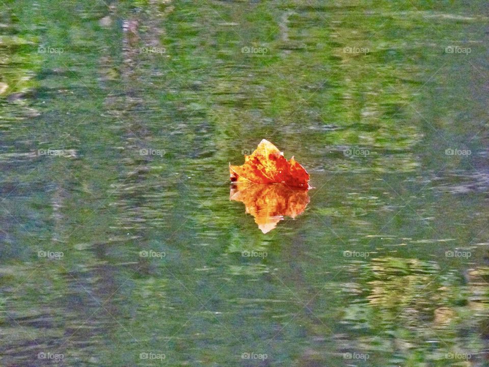 Orange leave in the river in Indiana 