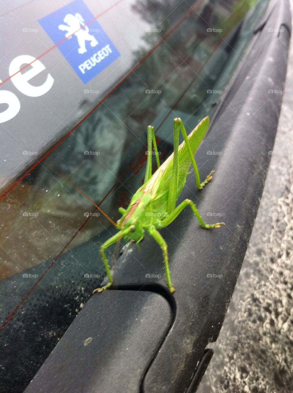 green car insect insects by haq