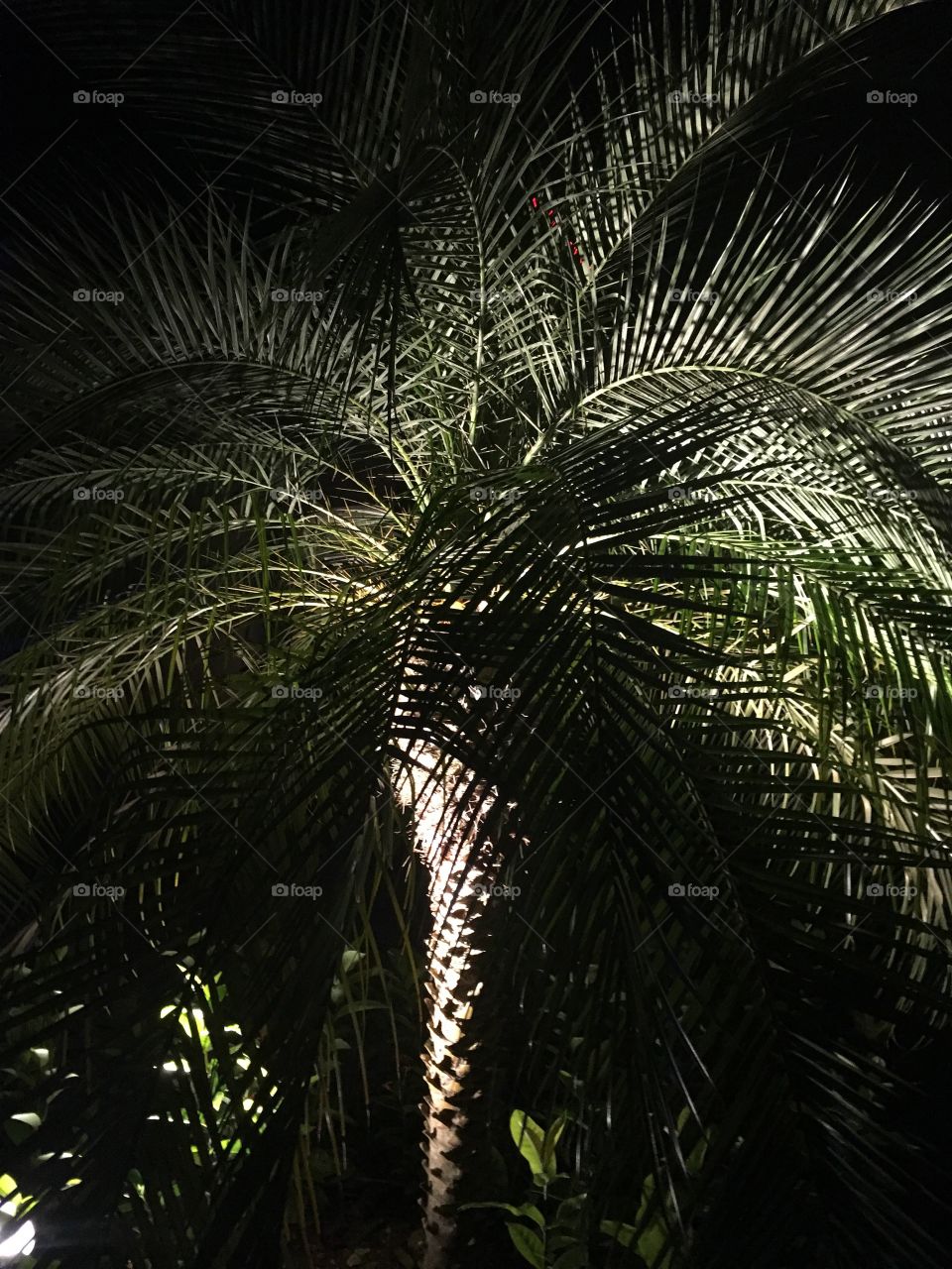 Palm tree in the night