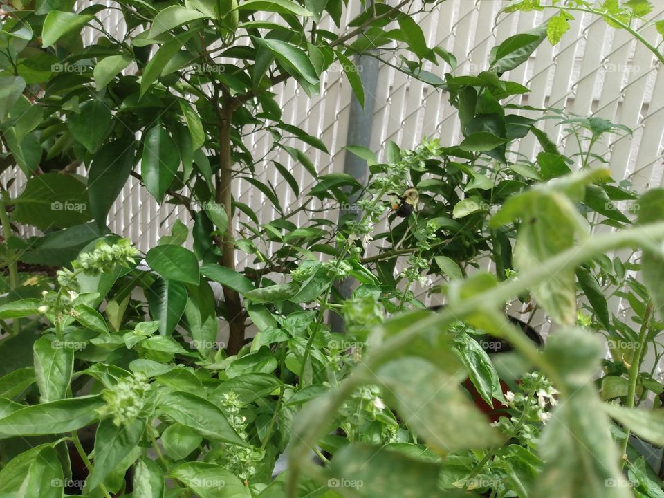 Bees buzzing over Basil