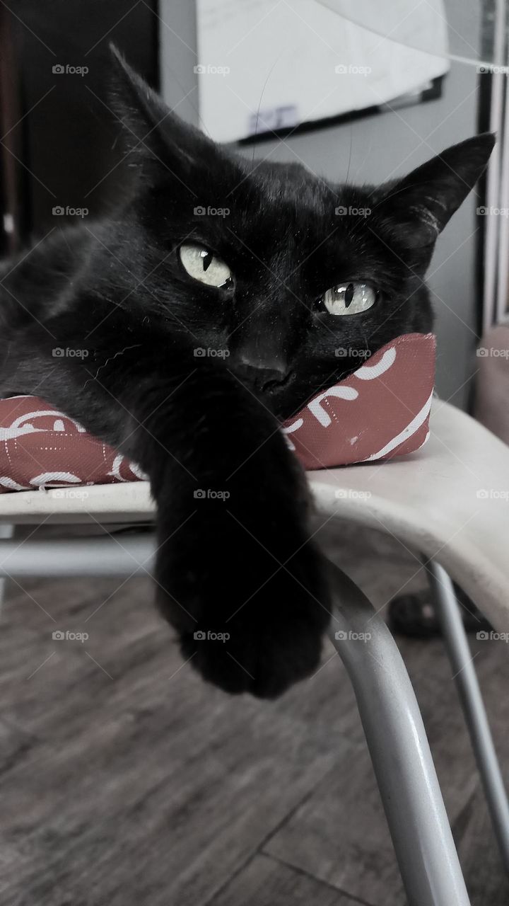 CAT BLACK