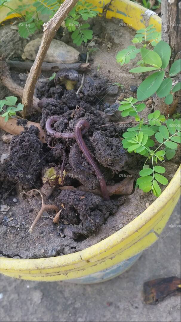 worm, nature, soil,