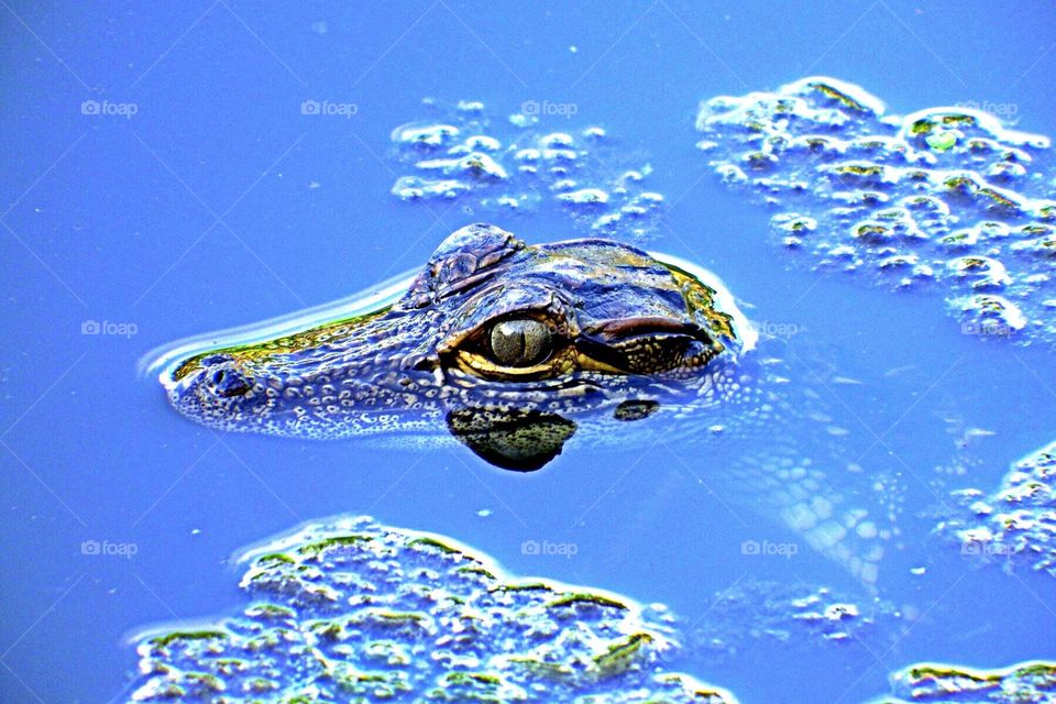 Alligator at the golden hour. Alligator in the sweet light of the golden hour.