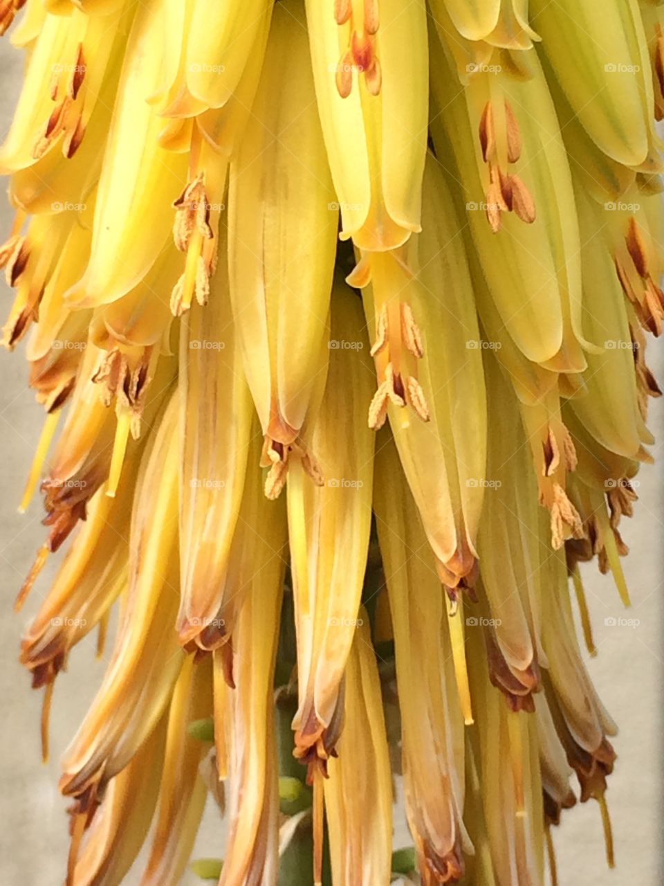 Aloe bloom