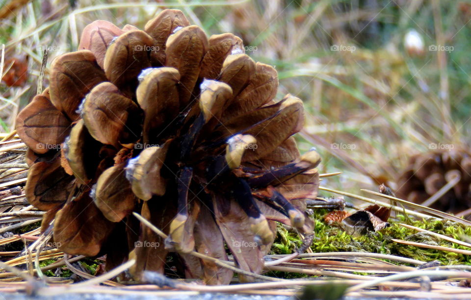 pine cones, pine needles, moss