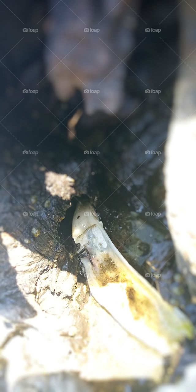 a crab hiding in a hollowed out log