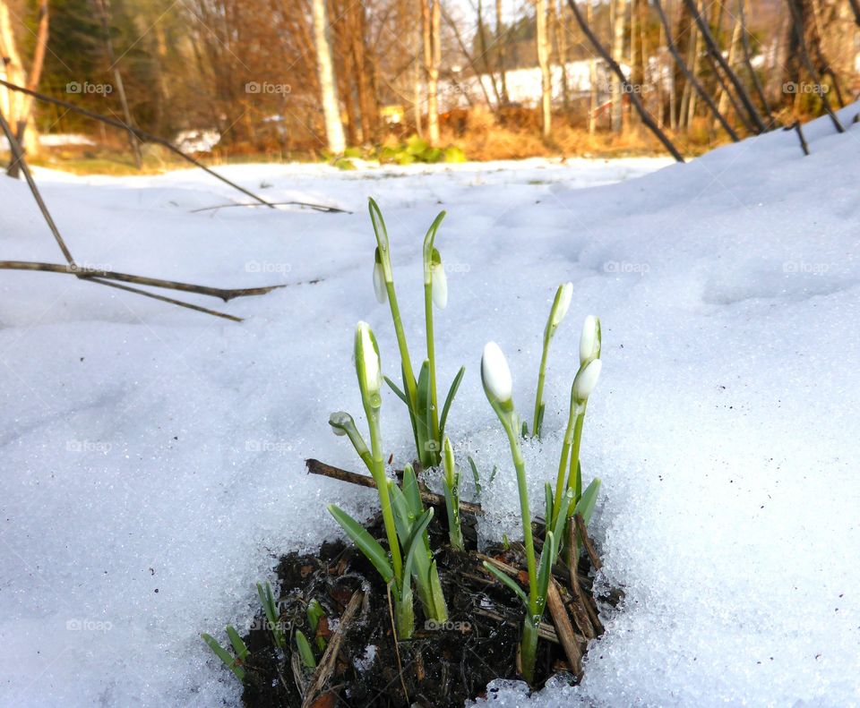 Snowdrops in the snow in the early spring