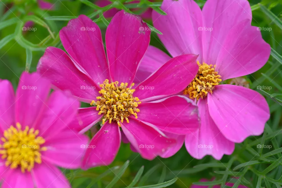 pink flowers