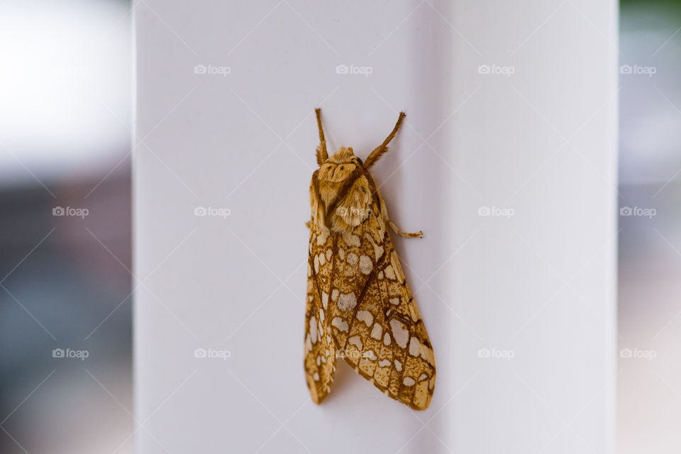 Detailed moth shot taken with macro lens.