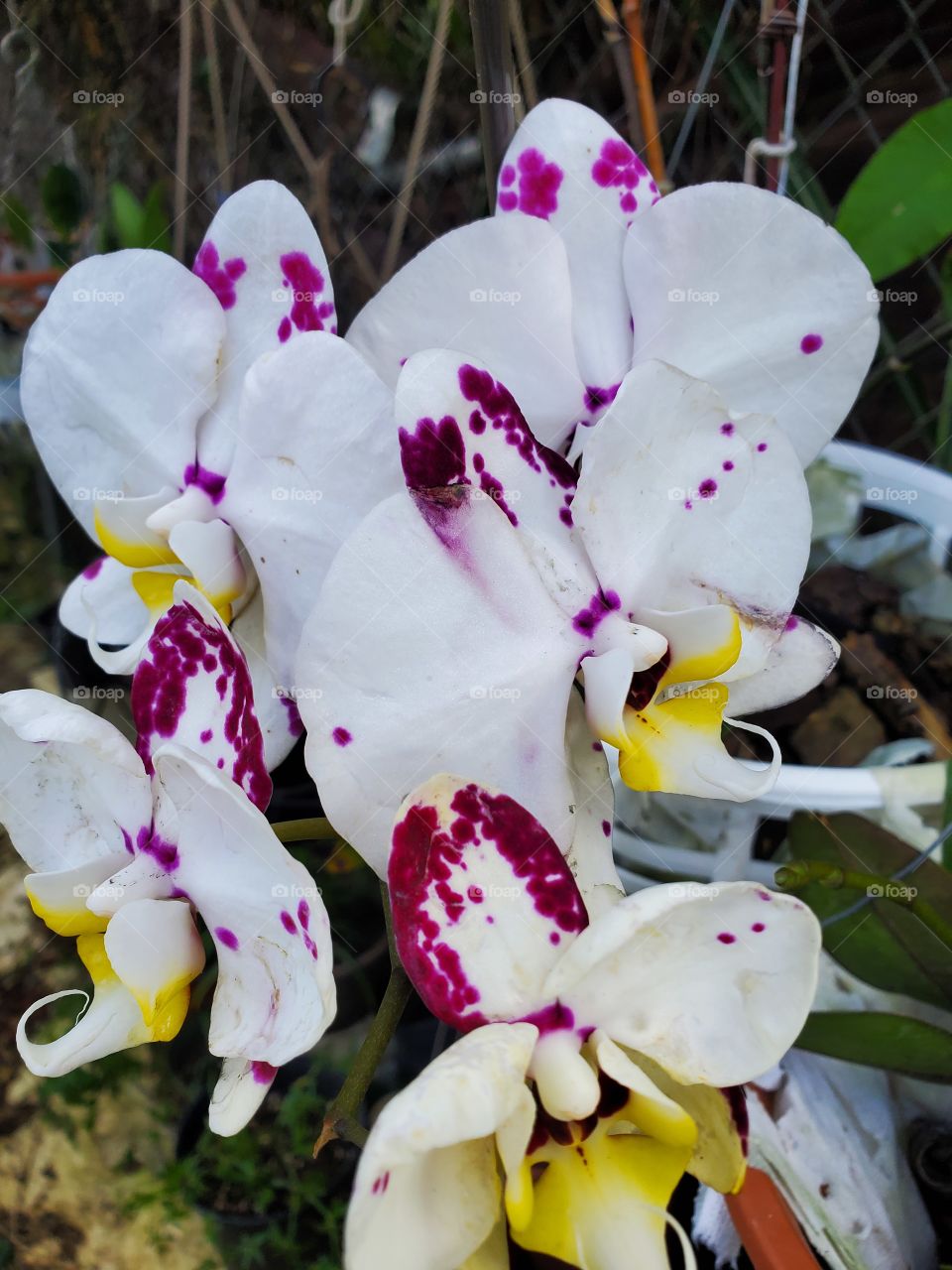 beautiful orchids