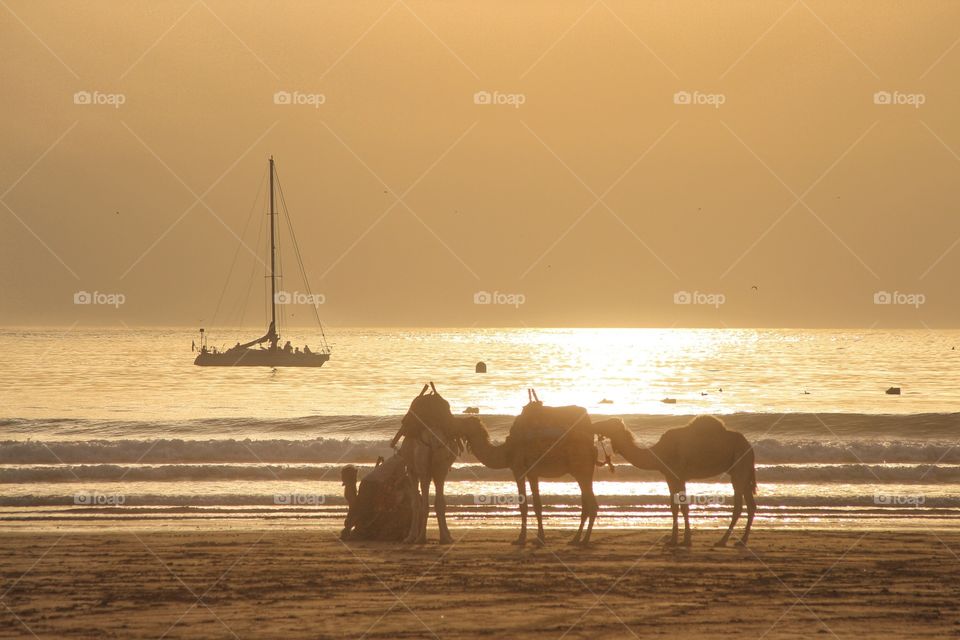 Camels watching the sunset
