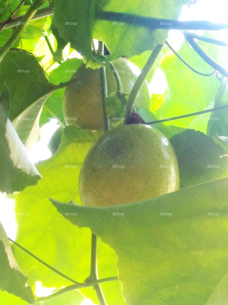 passion fruit