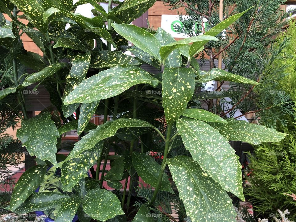 This cracking plant is known as an Acuba Japonica, I think it presents as a rather impressive player in the world of nature.